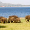 Wilpattu National Park